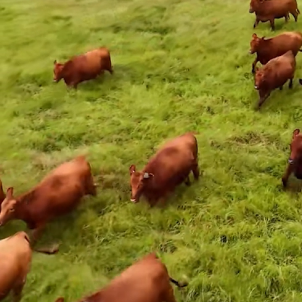 🏆200 RED ANGUS ou R$ 750.000,00 no P!!!X 💰